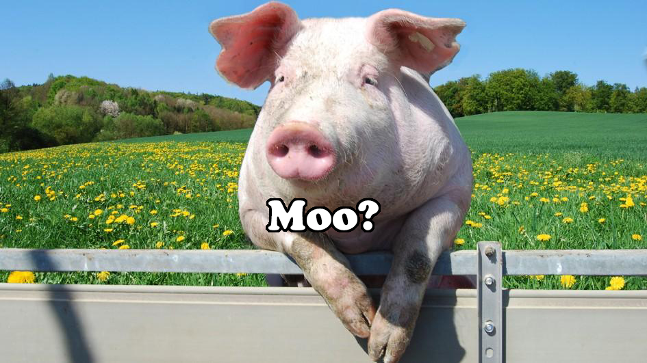 Pig saying Moo. Something went wrong. Not really wrong, just a little wrong.